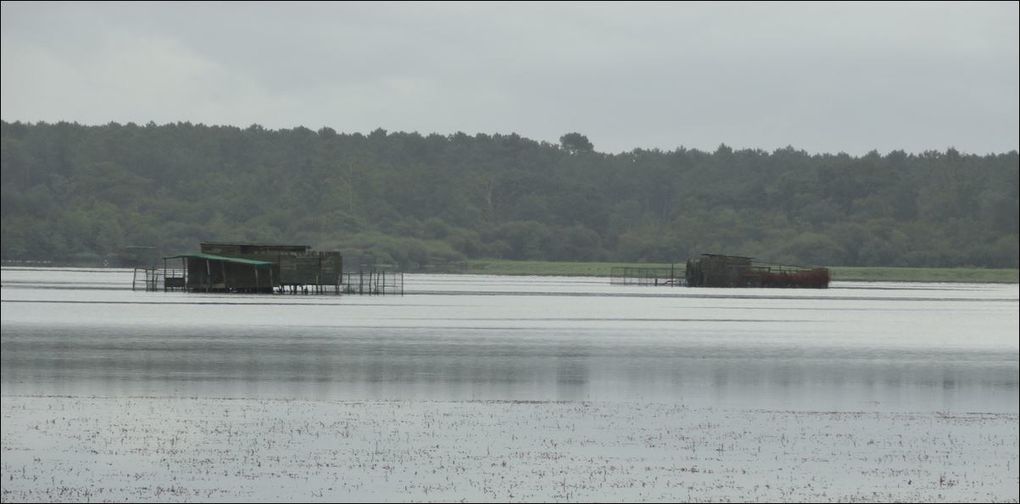 Etang Blanc, Seignosse ( Landes 40 ) A