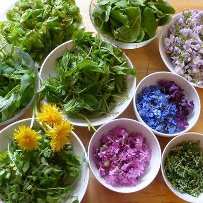 Plantes sauvages - salade printanière