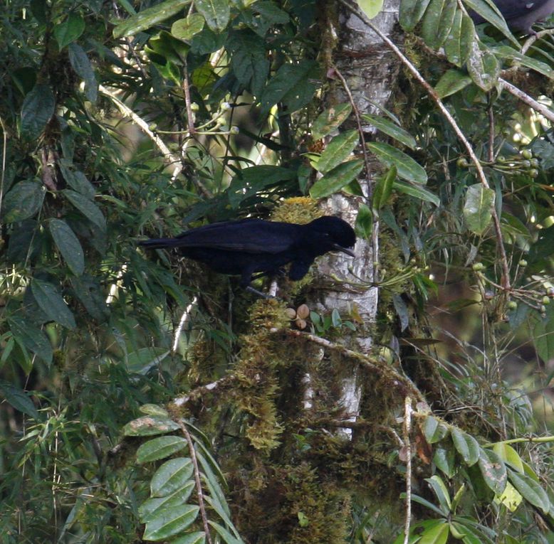 Album - Site à Umbrellabird/23-de-junio