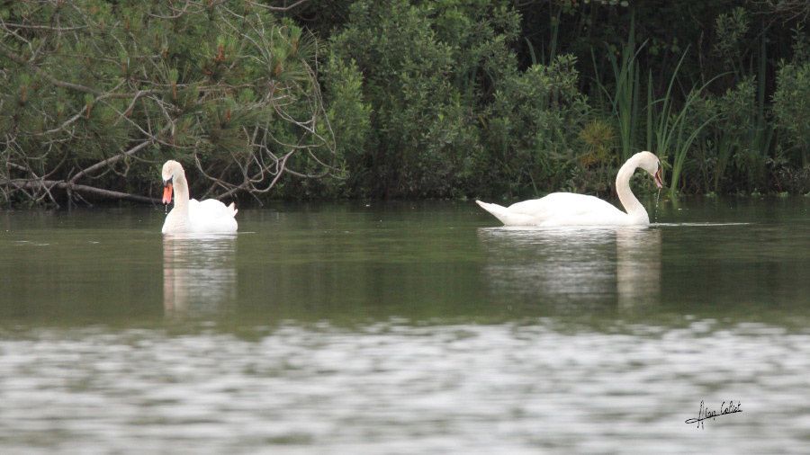 Cygne blanc