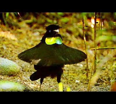 La danse hilarante de l'oiseau de paradis...