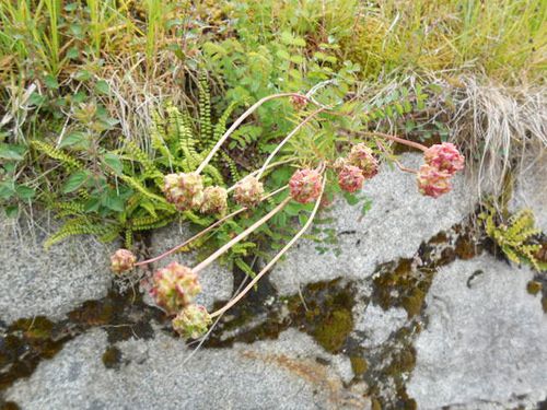 Cauterets au mois de mai.... paysages et fleurs sauvages !