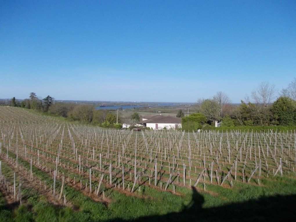 La Saint Maxime des arbres chez les romains des bois