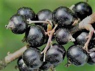 #Black Currant Wine  Producers  Massachusetts Vineyards