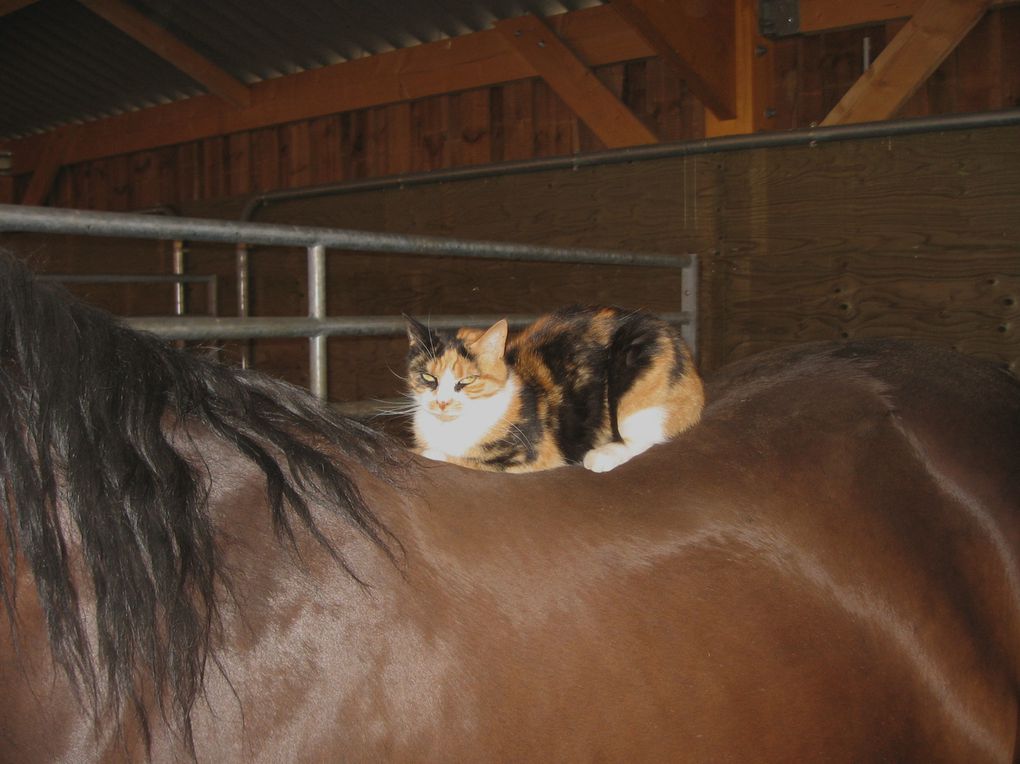 Album - Les-chiens-et chats-de-la-Licorne