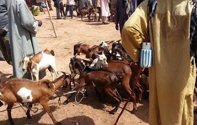 Sahel: les revenus de la drogue blanchis dans le...