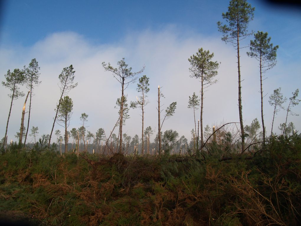 Photos de la forêt landaise après le passage de l'ouragan Klaus le 24 janvier 2009