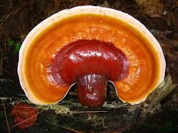 Reishi