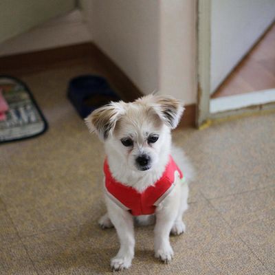 Miru, le chien le plus mignon de la terre !