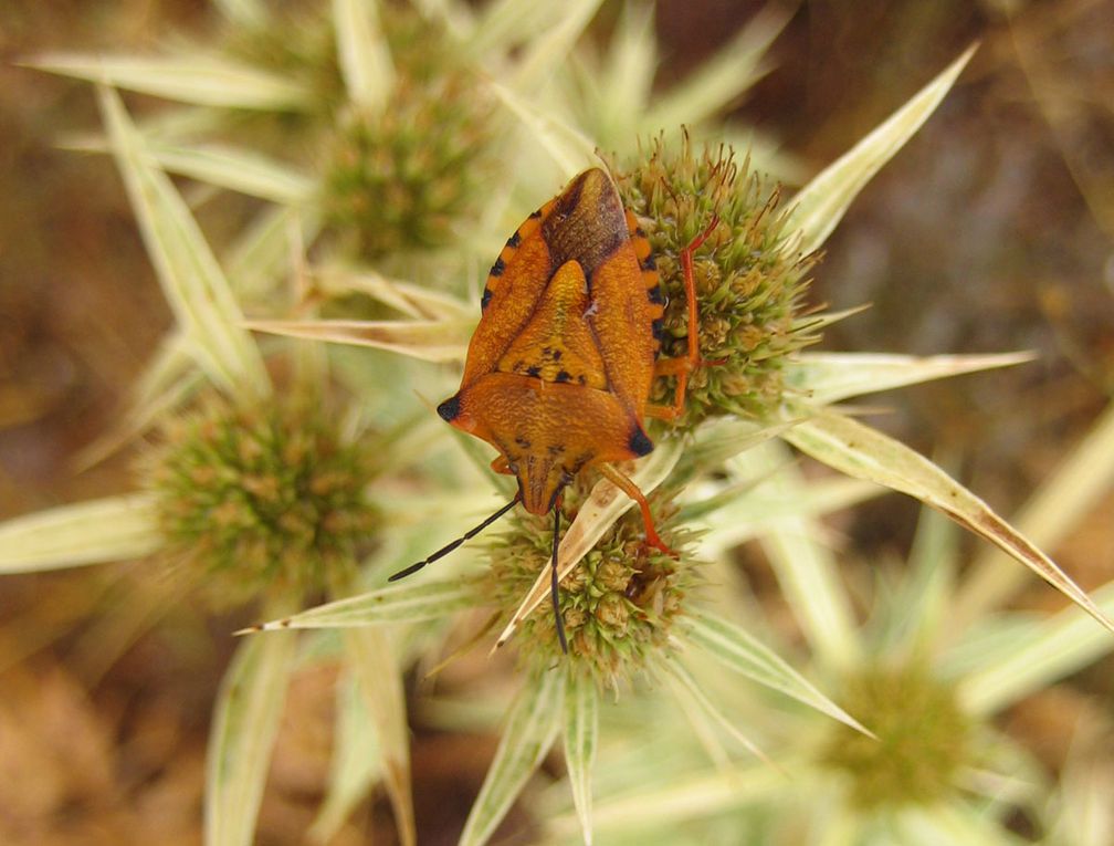 Album - Pentatomidae