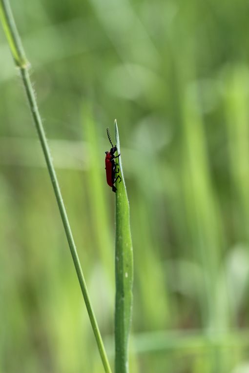 Album - Insectes