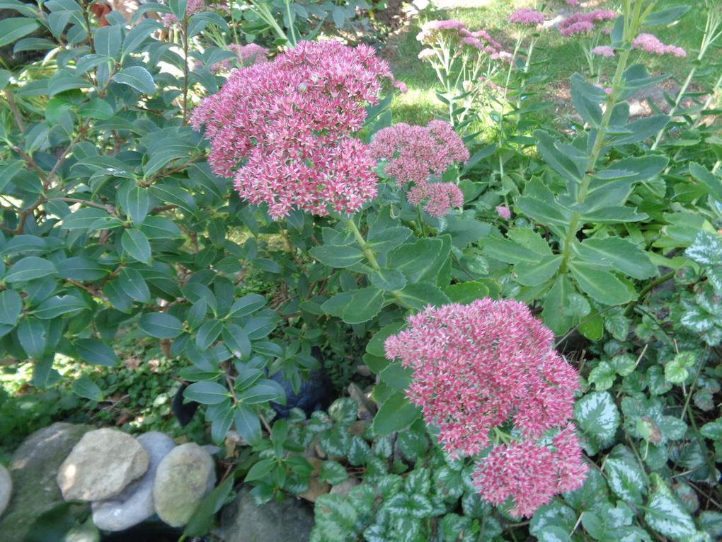 Bientôt le moment pour fumer mon jardin ......