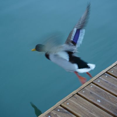 Canard à l'eau, rage.