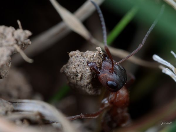 fourmis au travail, non confinées