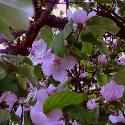 Cake bananes-fraises