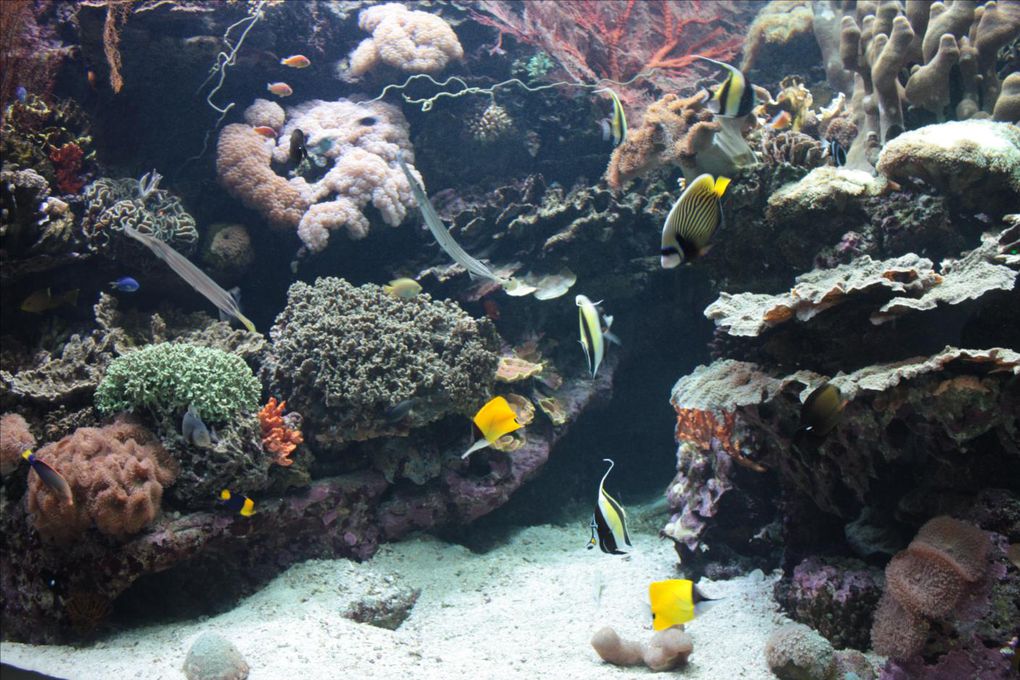 L'aquarium des Lagons de Nouméa. Un délice pour les yeux. Un pur émerveillement tous ces poissons colorés. Les coraux phosphorescents, un mystère envoutant. Une véritable évasion... 