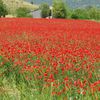 Acrostiche pour le roi des champs: le coquelicot