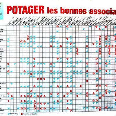 Associations de plantes du potager