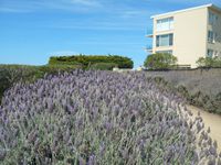 de très longues plages de sable fin un superbe golf en bord de mer .....