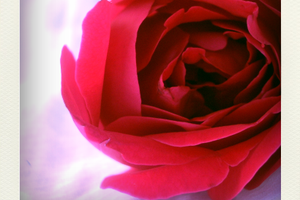 True Colors : R comme ... Rose Rouge