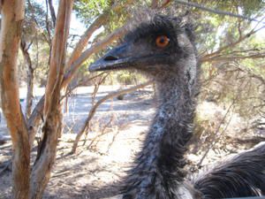 Album - Kangaroo-Island