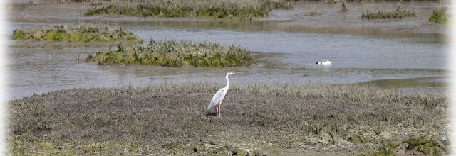 Héron cendré le long du Golfe
