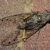 Cicada orni - Wikipédia