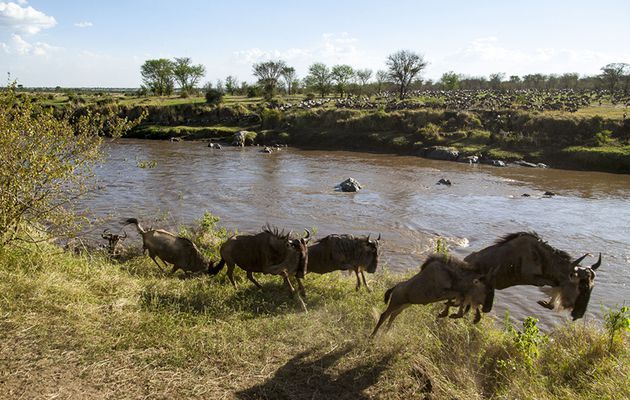 Le Serengeti ne doit pas mourir :  Sauvons la...