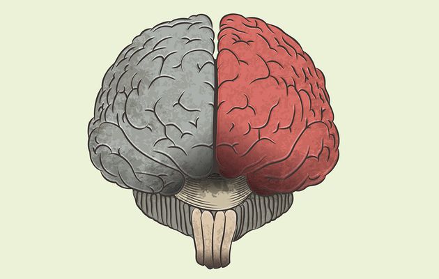  Pourquoi nous avons 2 hémisphères cérébraux