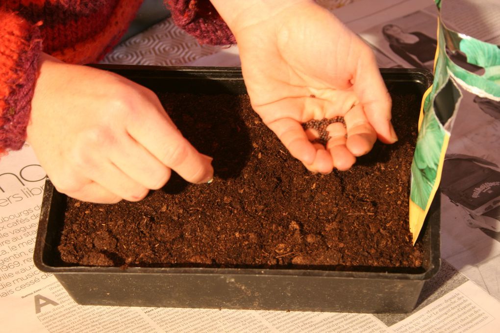 Comment semer vos graines de potager en avril-mai ?