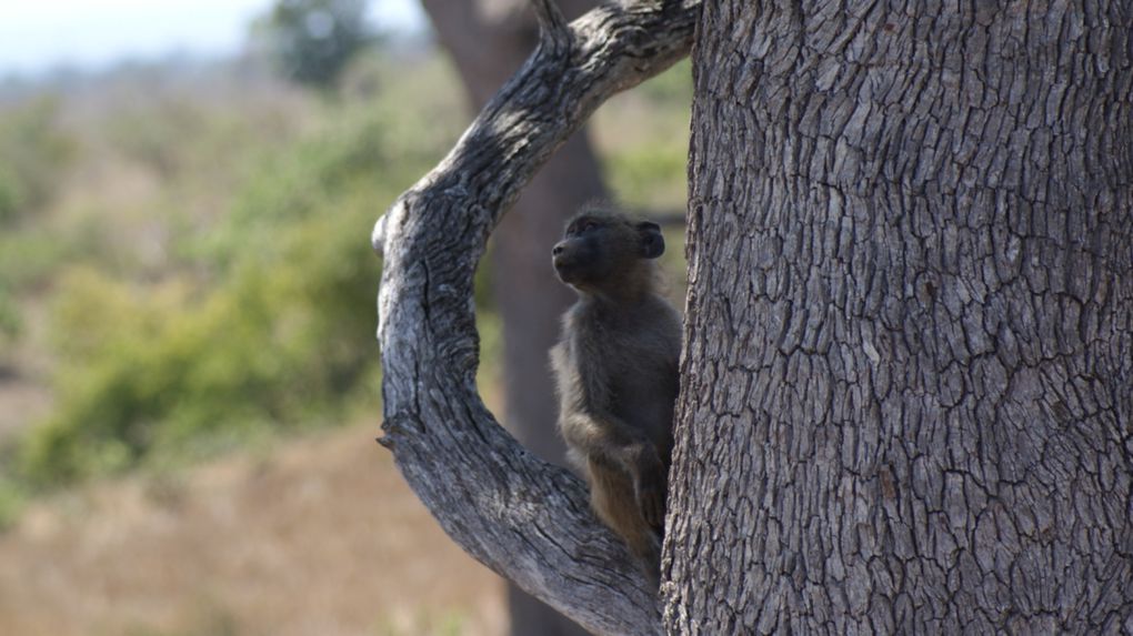 Album - Parc-Kruger