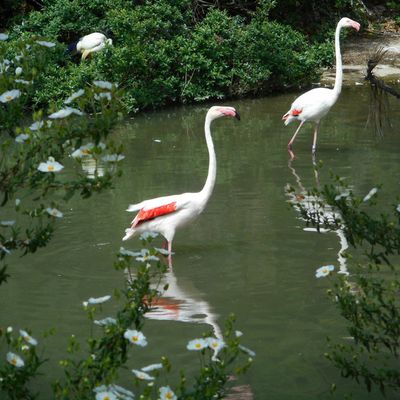 Flamant rose .