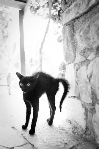 Citations Sur Les Chats Le Blog De La Vieille Aux Chats