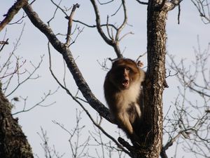 Le macaque de barbarie appelé le magot