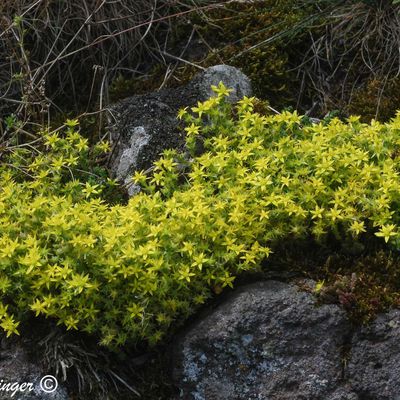 Le Sédum âcre, Orpin âcre, Poivre de muraille,  Poivre des murailles ( Sedum acre)