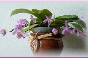 Phalaenopsis schilleriana x modesta
