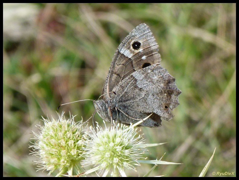 2011-09-01-Gigors-et-Lozeron