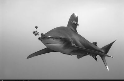 Photo d'un requin longimane (Carcharhinus longimanus), océanique