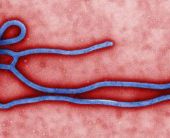 Cos'è l'Ebola?