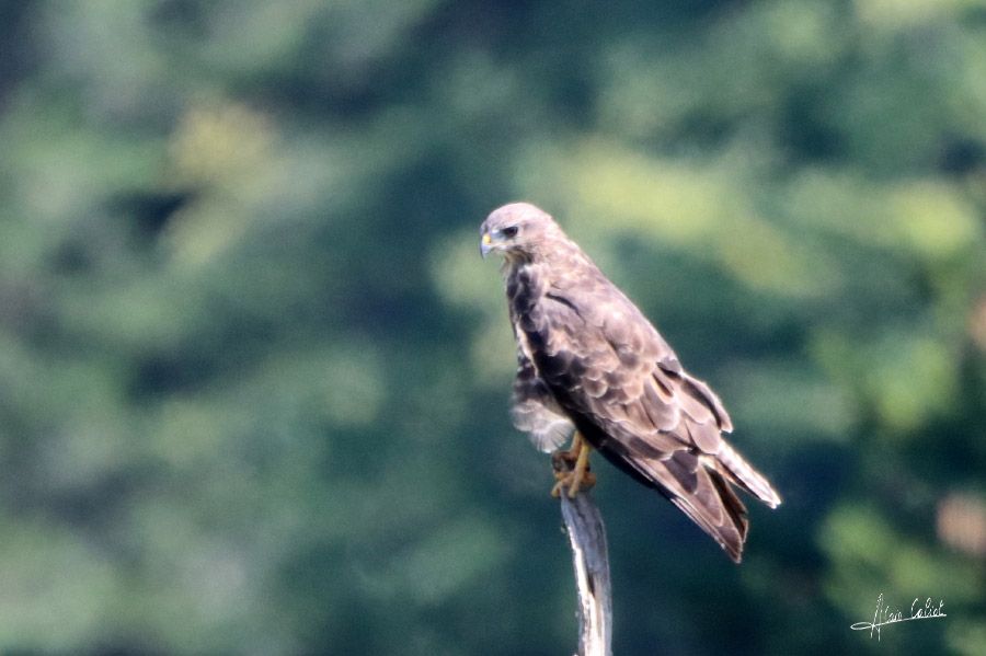 Buse variable