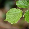 Corylus avellana