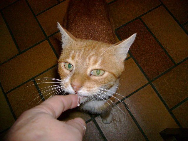Mon adorable chatte Soufflette, disparue le 10 mars 2010.
Bonne visite à toutes et tous.
Phil "Fossil"