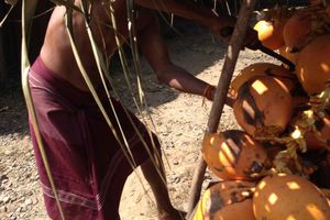 Délicieuses noix de coco Sri Lankaises