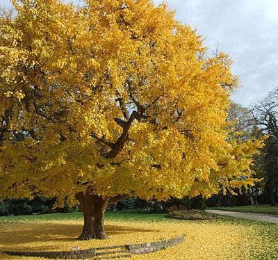 Plantation du Ginkgo Biloba à Dampierre 9 janvier 2016