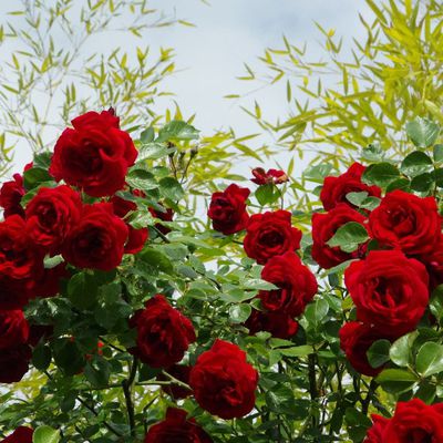 Roses du jardin ce matin