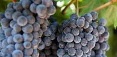 #Claret Producers Napa Valley Vineyards California