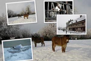 Un peu de neige chez les normandes!!