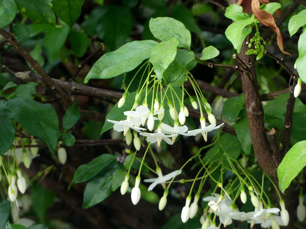 Fleurs du jour (23-25) - J'ai descendu dans mon jardin... (22)