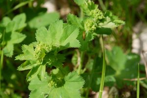 Journées cuisine sauvage et  herboristerie pratique en aout 