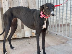 lévrier galga noire 3ans a adopter chez sos chiens galgos